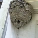 Barron Pest Control - photo 1