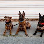 The Mold Mutts - photo 2