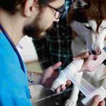 Kainer Veterinary Hospital - photo 2