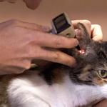 Kainer Veterinary Hospital - photo 3