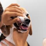 Kainer Veterinary Hospital - photo 5