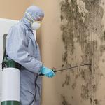 The Mold Guys - photo 4