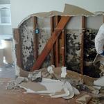 The Mold Guys - photo 5