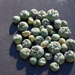 Psychedelic Plug Online - photo 1