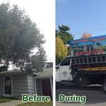 All Access Tree Care - photo 6