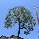 All Access Tree Care - photo 7