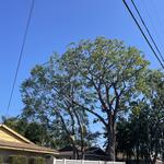 All Access Tree Care - photo 9
