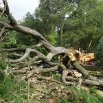 All Access Tree Care - photo 10