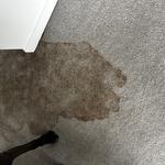 The Expert Cleaner - photo 4