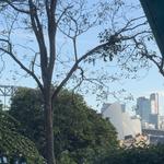 Parramatta Cranes - photo 1
