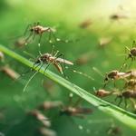 Buggify Pest Solutions - photo 5