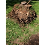 Green Thumb Tree Service Company - photo 1