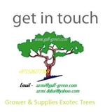 Exotic Palms and Tree Suppliers Dubai