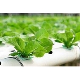 Way To Grow Denver - Other in Denver