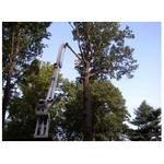 Menchhofer Tree Care - photo 4