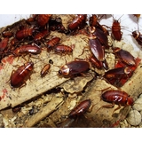 Bug Busters Birmingham - Other in Birmingham