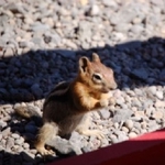 Lake of the Woods Resort - photo 2