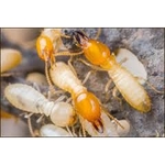 Accuracy Plus Termite and Pest Control - photo 4