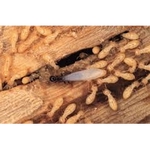 Accuracy Plus Termite and Pest Control - photo 5