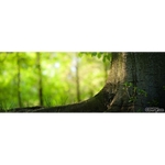 Kerry's Tree Service Inc - photo 1