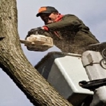 A Cut Above Tree Experts - photo 3