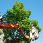 A Cut Above Tree Experts - photo 5