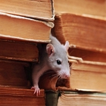 Ecology Exterminating Service - photo 2