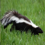 Ecology Exterminating Service - photo 3