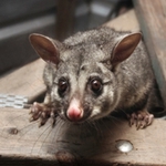 Ecology Exterminating Service - photo 4