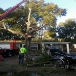 AAffordable Sonshine State Trees, Inc. - photo 1