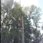 AAffordable Sonshine State Trees, Inc. - photo 2