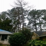 AAffordable Sonshine State Trees, Inc. - photo 3