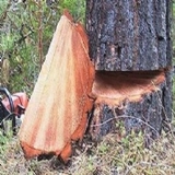 AAffordable Sonshine State Trees, Inc. - Other in Jacksonville