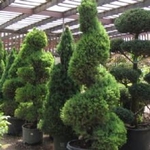 Plant World - photo 1