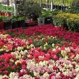 Plant World - Other in Albuquerque