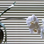 Creative Window Treatments - photo 1