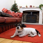 Pet Boutique IV - photo 3