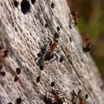 A Pest and Termite MGMT Specialist - photo 1