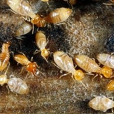 A Pest and Termite MGMT Specialist - Other in Spring