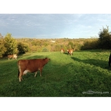 Fresh Connect - Troque Farms - Other in Buckner