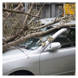 Nationwide Insurance - Carolyn N Padgette Agency - Other in Raleigh