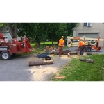 Cutting Edge Tree Professionals - photo 1