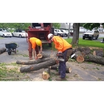 Cutting Edge Tree Professionals - photo 3