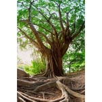 Cutting Edge Tree Professionals - photo 6