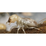 O'Connor Pest Control Santa Barbara - photo 2