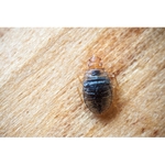 O'Connor Pest Control Reseda - photo 3