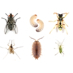 O'Connor Pest Control Reseda - photo 4