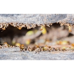 O'Connor Pest Control Reseda - photo 5