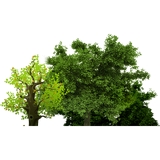 Complete Pest Management Scottsdale