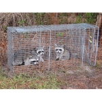 Animal Capture Wildlife Control - photo 2